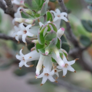 Brachyloma daphnoides at O'Connor, ACT - 19 Sep 2020