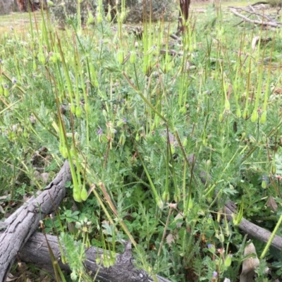 Erodium botrys (Long Storksbill) at Hackett, ACT - 19 Sep 2020 by JochenZeil