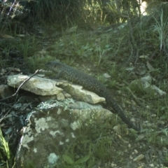 Egernia cunninghami (Cunningham's Skink) at Michelago, NSW - 14 Sep 2020 by Illilanga