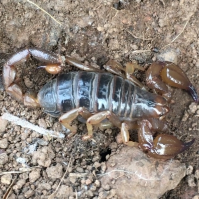 Urodacus manicatus (Black Rock Scorpion) at Majura, ACT - 19 Sep 2020 by jb2602