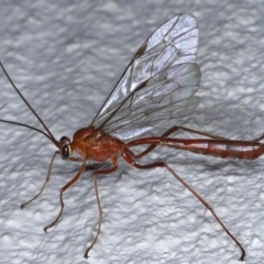 Netelia sp. (genus) (An Ichneumon wasp) at Ainslie, ACT - 18 Sep 2020 by jbromilow50