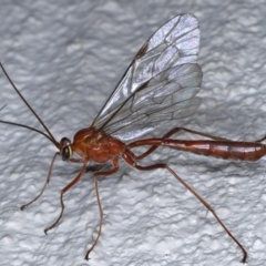 Netelia sp. (genus) (An Ichneumon wasp) at Ainslie, ACT - 19 Sep 2020 by jb2602