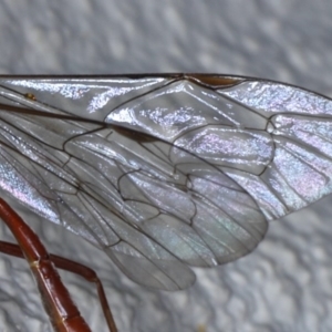 Netelia sp. (genus) at Ainslie, ACT - 19 Sep 2020