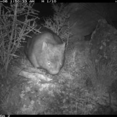 Vombatus ursinus (Common wombat, Bare-nosed Wombat) at Michelago, NSW - 6 Sep 2020 by Illilanga