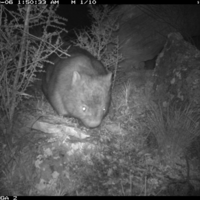 Vombatus ursinus (Bare-nosed Wombat) at Michelago, NSW - 6 Sep 2020 by Illilanga