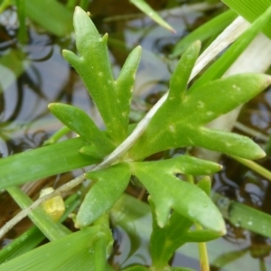 Ranunculus amphitrichus at Lyneham, ACT - 20 Sep 2020