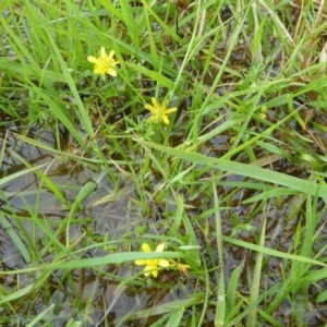 Ranunculus amphitrichus at Lyneham, ACT - 20 Sep 2020