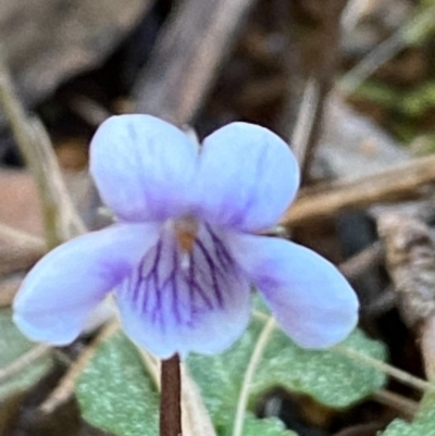 Viola hederacea (Ivy-leaved Violet) at Farringdon, NSW - 15 Sep 2020 by SthTallagandaSurvey