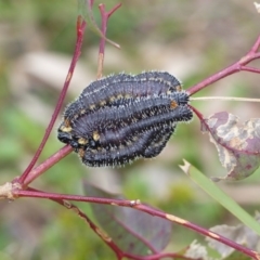 Pergidae sp. (family) (Unidentified Sawfly) at Black Range, NSW - 20 Sep 2020 by MatthewHiggins