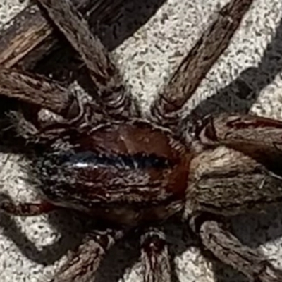 Miturgidae (family) (False wolf spider) at Black Range, NSW - 20 Sep 2020 by StephH