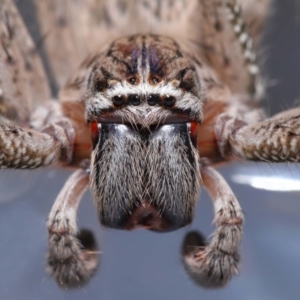 Neosparassus calligaster at Evatt, ACT - 20 Sep 2020