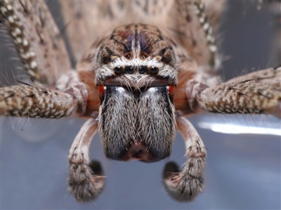 Neosparassus calligaster (Beautiful Badge Huntsman) at Evatt, ACT - 20 Sep 2020 by TimL