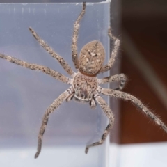 Neosparassus calligaster at Evatt, ACT - 20 Sep 2020