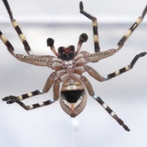 Neosparassus calligaster at Evatt, ACT - 20 Sep 2020