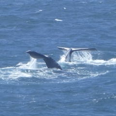 Megaptera novaeangliae (Humpback Whale) at Tathra, NSW - 20 Sep 2020 by StephH