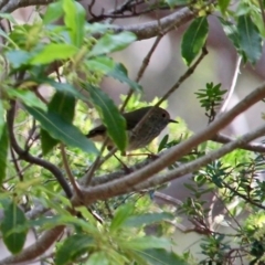 Acanthiza pusilla (Brown Thornbill) at Bournda, NSW - 17 Aug 2020 by RossMannell