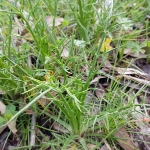 Eryngium ovinum at Theodore, ACT - 20 Sep 2020