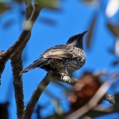 Anthochaera chrysoptera (Little Wattlebird) at Bournda, NSW - 17 Aug 2020 by RossMannell