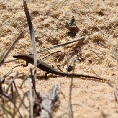 Lampropholis sp. (Grass Skink) at Bournda, NSW - 17 Aug 2020 by RossMannell