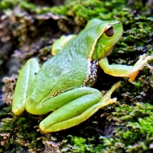 Litoria nudidigita at Berlang, NSW - 19 Sep 2020