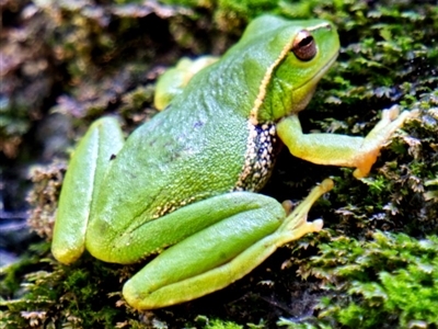 Litoria nudidigita (Narrow-fringed Tree-frog) at Berlang, NSW - 19 Sep 2020 by trevsci