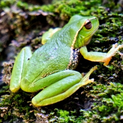 Litoria nudidigita (Narrow-fringed Tree-frog) at Berlang, NSW - 19 Sep 2020 by trevsci