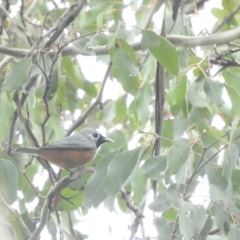 Monarcha melanopsis (Black-faced Monarch) at Molonglo Gorge - 20 Sep 2020 by ArcherCallaway