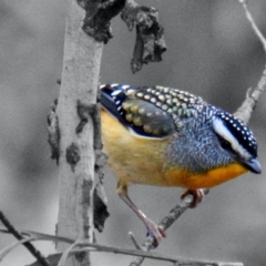 Pardalotus punctatus (Spotted Pardalote) at Krawarree, NSW - 19 Sep 2020 by trevsci