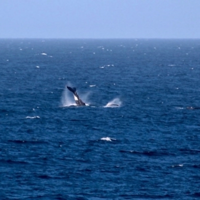 Megaptera novaeangliae (Humpback Whale) at Bournda, NSW - 7 Sep 2020 by RossMannell