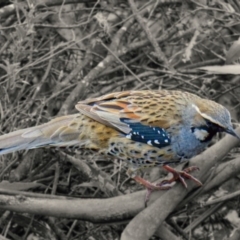 Cinclosoma punctatum (Spotted Quail-thrush) at Krawarree, NSW - 19 Sep 2020 by trevsci