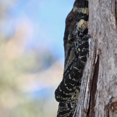 Varanus varius (Lace Monitor) at Bournda, NSW - 7 Sep 2020 by RossMannell