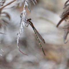 Austrolestes annulosus (Blue Ringtail) at Bournda, NSW - 14 Sep 2020 by RossMannell