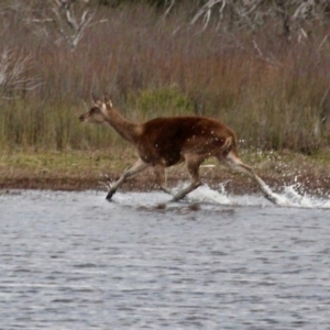 Cervus elaphus at Bournda Environment Education Centre - 17 Sep 2020 04:55 PM