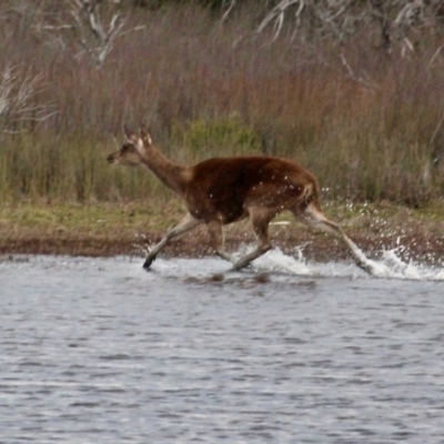 Cervus elaphus (Red Deer) at Wallagoot, NSW - 17 Sep 2020 by RossMannell