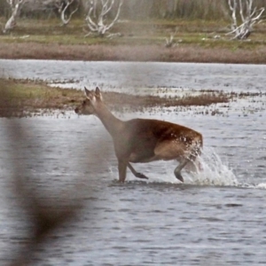 Cervus elaphus at Bournda Environment Education Centre - 17 Sep 2020 04:55 PM