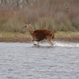 Cervus elaphus at Bournda Environment Education Centre - 17 Sep 2020 04:55 PM