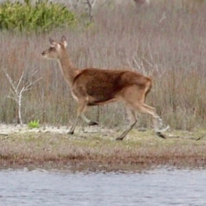 Cervus elaphus at Bournda Environment Education Centre - 17 Sep 2020 04:55 PM
