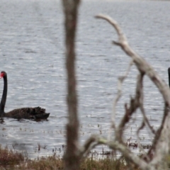 Cygnus atratus (Black Swan) at Wallagoot, NSW - 17 Sep 2020 by RossMannell