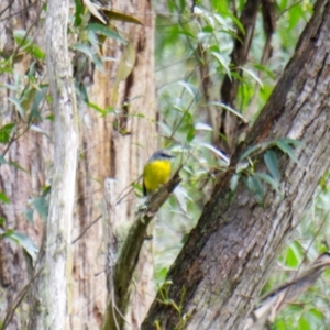 Eopsaltria australis at Berlang, NSW - 19 Sep 2020