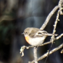 Petroica boodang (Scarlet Robin) at Mount Clear, ACT - 5 Aug 2020 by trevsci