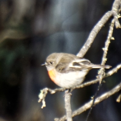 Petroica boodang (Scarlet Robin) at Mount Clear, ACT - 4 Aug 2020 by trevsci