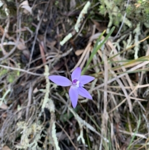 Glossodia major at Nanima, NSW - suppressed