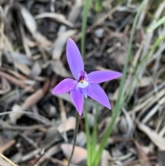 Glossodia major at Nanima, NSW - suppressed