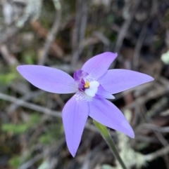 Glossodia major at Nanima, NSW - suppressed