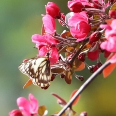 Belenois java (Caper White) at Macarthur, ACT - 19 Sep 2020 by RodDeb