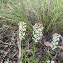 Stackhousia monogyna (Creamy Candles) at Nanima, NSW - 19 Sep 2020 by 81mv