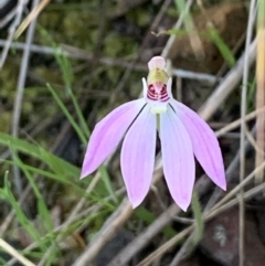 Caladenia carnea at Nanima, NSW - 20 Sep 2020