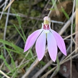 Caladenia carnea at Nanima, NSW - 20 Sep 2020