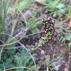 Acaena sp. at Nanima, NSW - 20 Sep 2020