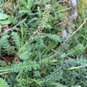 Acaena sp. at Nanima, NSW - 20 Sep 2020